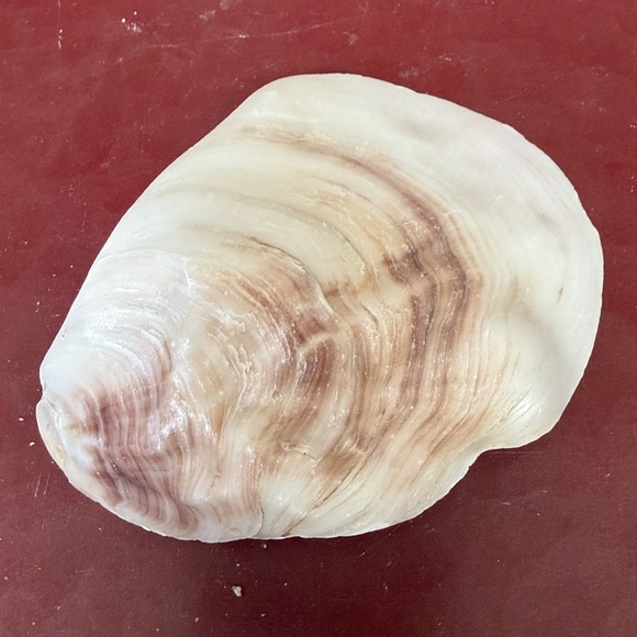 Medium Size Shells Not Found In Typical Souveneir Packs - Picture 13 of 16